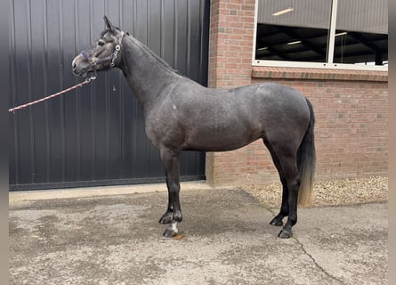 KWPN, Mare, 4 years, 15.2 hh, Gray