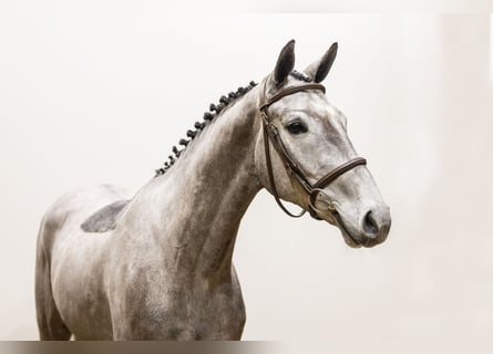 KWPN, Mare, 4 years, 15,3 hh, Can be white