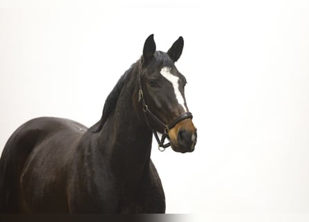 KWPN, Mare, 4 years, 15,3 hh, Bay-Dark