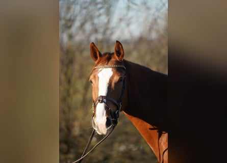 KWPN, Mare, 4 years, 15,3 hh, Chestnut-Red
