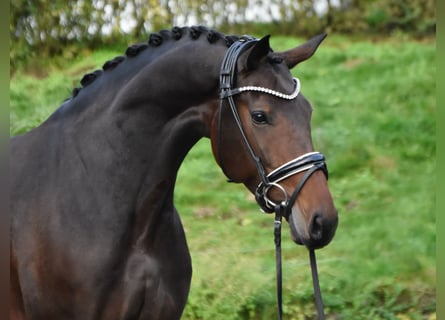 KWPN, Mare, 4 years, 16.1 hh, Bay-Dark