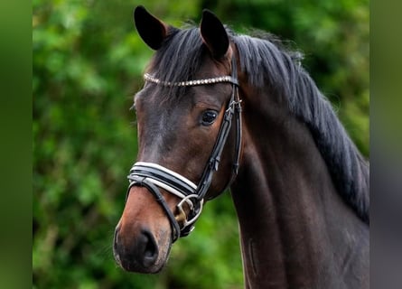 KWPN, Mare, 4 years, 16.1 hh, Bay-Dark