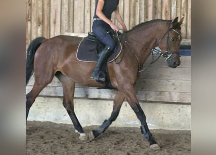 KWPN, Mare, 4 years, 16.1 hh, Bay-Dark