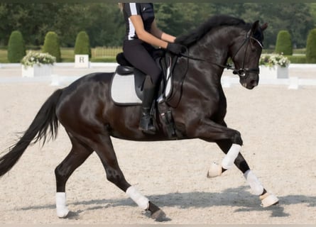 KWPN, Mare, 4 years, 16.1 hh, Black