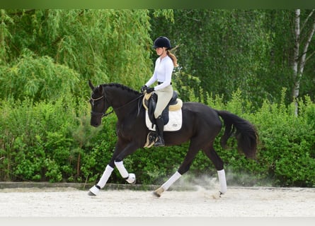 KWPN, Mare, 4 years, 16.1 hh, Black