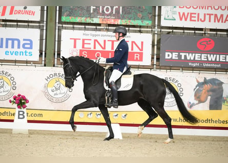 KWPN, Mare, 4 years, 16.1 hh, Black
