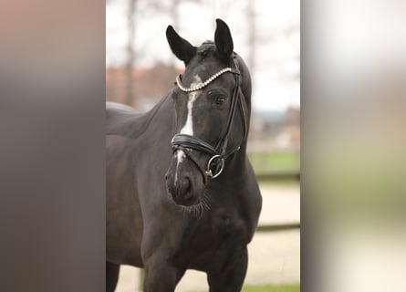 KWPN, Mare, 4 years, 16,1 hh, Black