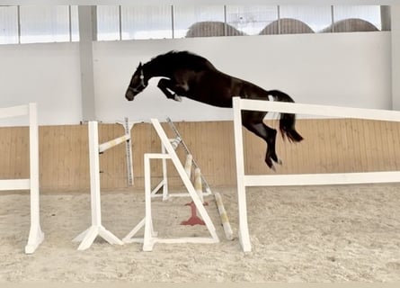 KWPN, Mare, 4 years, 16,1 hh, Black