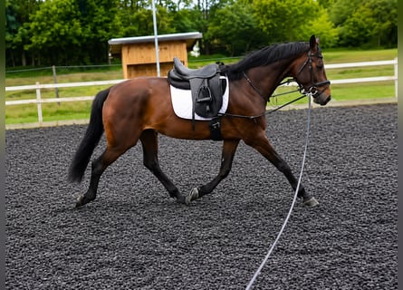 KWPN, Mare, 4 years, 16.1 hh, Brown