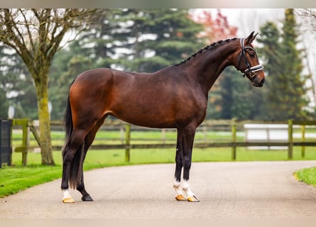 KWPN, Mare, 4 years, 16,1 hh, Brown