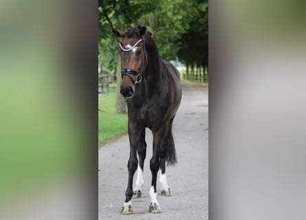 KWPN, Mare, 4 years, 16.1 hh, Brown