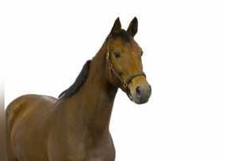 KWPN, Mare, 4 years, 16,1 hh, Brown