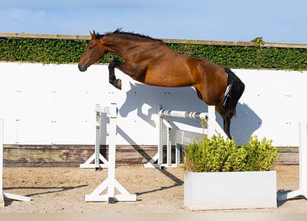 KWPN, Mare, 4 years, 16.1 hh, Brown