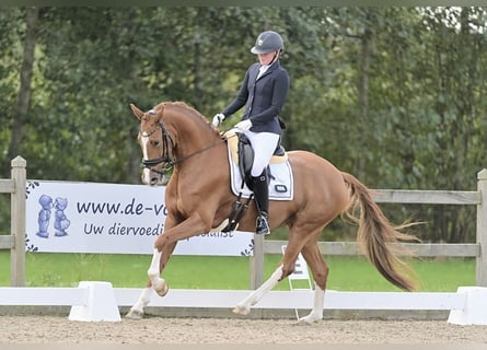 KWPN, Mare, 4 years, 16,1 hh, Chestnut-Red