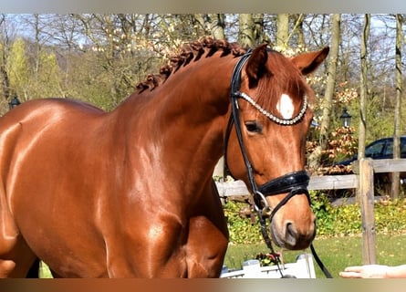KWPN, Mare, 4 years, 16.1 hh, Chestnut-Red