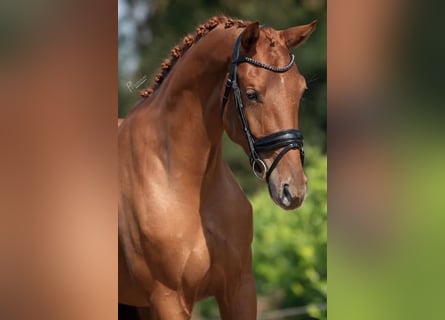 KWPN, Mare, 4 years, 16,1 hh, Chestnut-Red