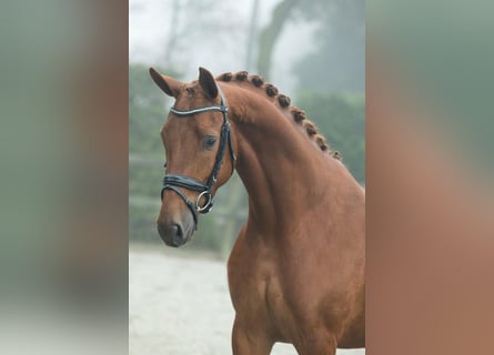 KWPN, Mare, 4 years, 16.1 hh, Chestnut-Red