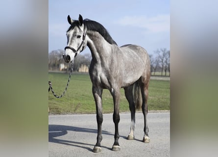 KWPN, Mare, 4 years, 16.1 hh, Grey