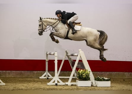 KWPN, Mare, 4 years, 16.1 hh, Grullo