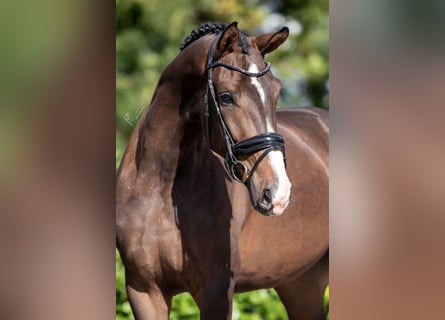 KWPN, Mare, 4 years, 16.2 hh, Bay-Dark