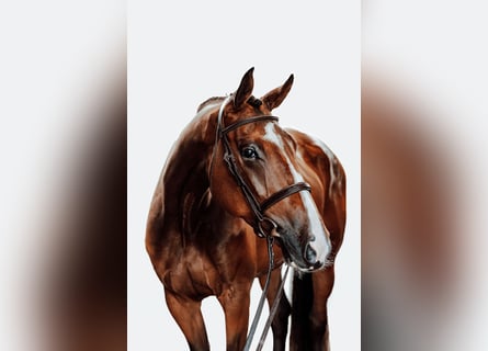 KWPN, Stute, 4 Jahre, 16,2 hh, Rotbrauner