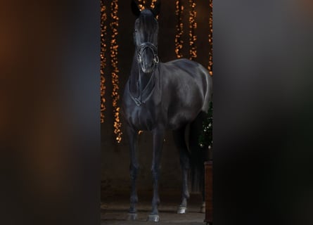 KWPN, Mare, 4 years, 16,2 hh, Black