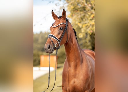 KWPN, Mare, 4 years, 16,2 hh, Brown