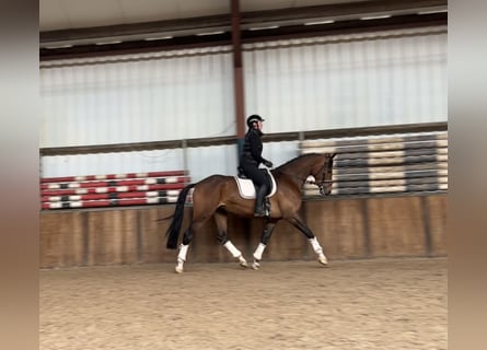 KWPN, Mare, 4 years, 16,2 hh, Brown