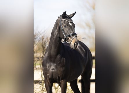 KWPN, Mare, 4 years, 16.2 hh, Brown Falb mold