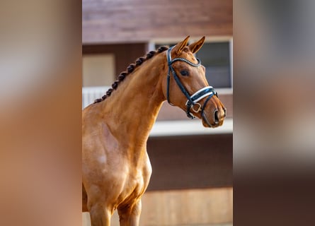 KWPN, Mare, 4 years, 16,2 hh, Chestnut-Red