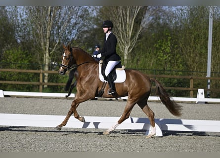 KWPN, Mare, 4 years, 16.2 hh, Chestnut-Red