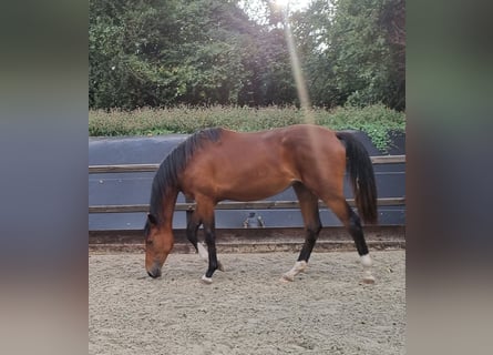 KWPN, Mare, 4 years, 16,3 hh, Brown