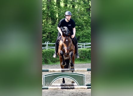 KWPN, Mare, 4 years, 16.3 hh, Brown