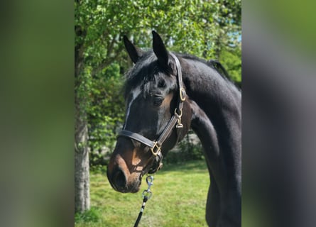 KWPN, Mare, 4 years, 16.3 hh, Smoky-Black