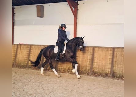 KWPN, Mare, 4 years, 16 hh, Black