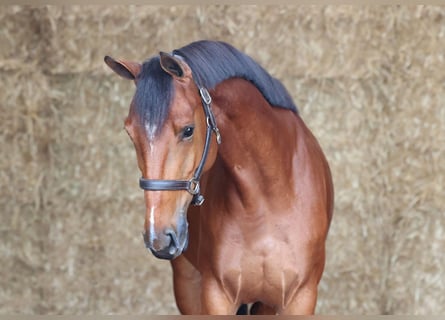 KWPN, Mare, 4 years, 16 hh, Brown