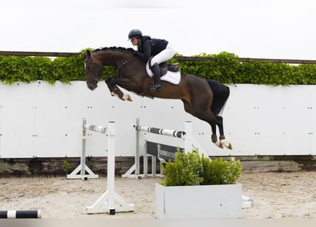KWPN, Mare, 4 years, 16 hh, Brown