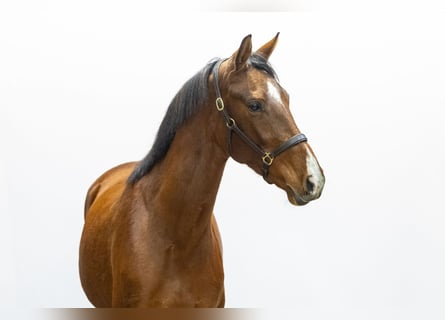 KWPN, Mare, 4 years, 16 hh, Brown