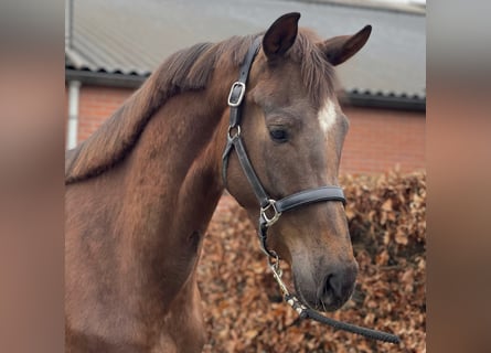 KWPN, Mare, 4 years, 16 hh, Chestnut