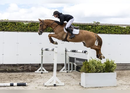 KWPN, Mare, 4 years, 16 hh, Chestnut-Red