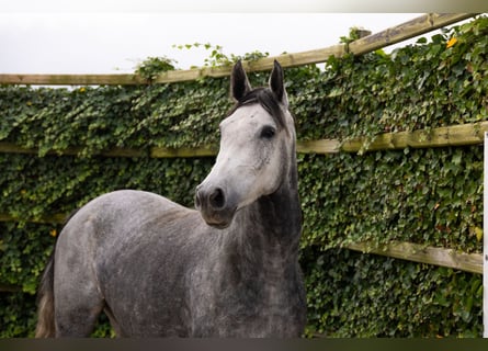 KWPN, Mare, 4 years, 16 hh, Grey