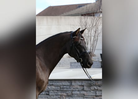 KWPN, Mare, 4 years, 16 hh, Smoky-Black