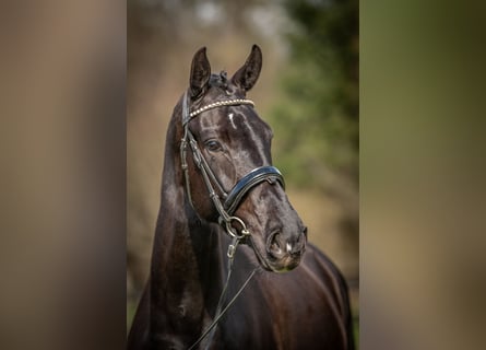 KWPN, Mare, 4 years, 16,1 hh, Black