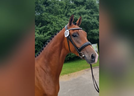 KWPN, Mare, 4 years, 16,1 hh, Brown
