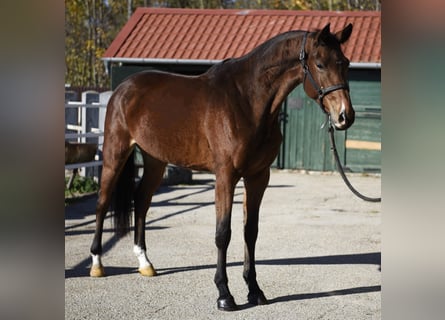 KWPN, Mare, 4 years, 16,1 hh, Brown