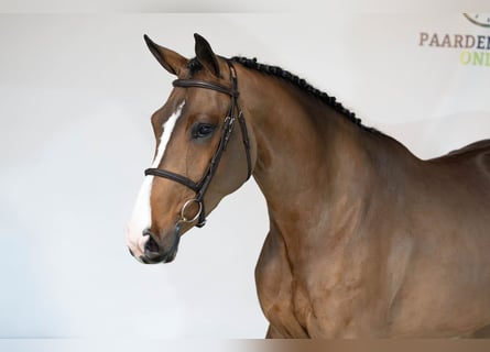 KWPN, Mare, 4 years, 16,1 hh, Brown