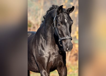 KWPN, Mare, 4 years, 16,2 hh, Black