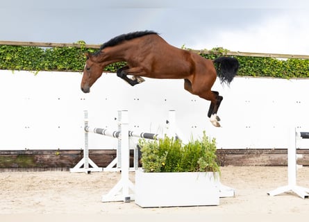 KWPN, Mare, 4 years, 16,2 hh, Brown
