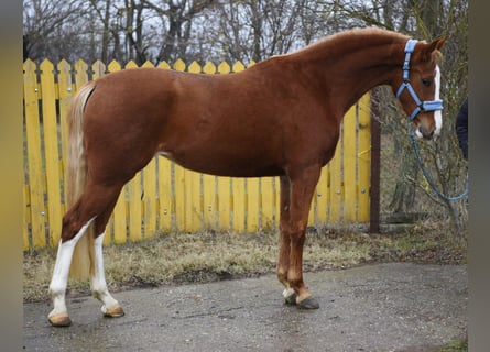 KWPN, Mare, 4 years, 16,2 hh, Chestnut-Red