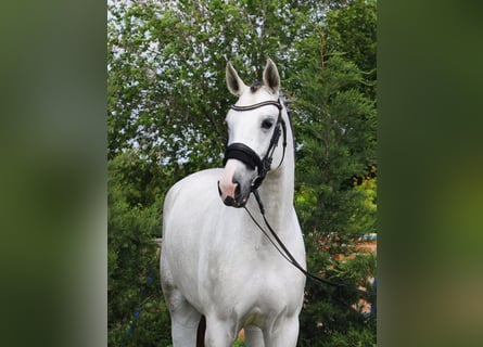 KWPN, Mare, 4 years, 16,2 hh, White